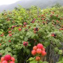 이수미팜베리