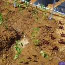 계룡농장 이미지