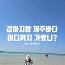 협재의바람 | 제주 협재 해수욕장 애견동반 가능? 직접 다녀온 현실 후기 🐶🌊