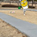 댕집사장 포메라니안 이미지