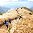★11월8일 정선 민둥산 버스탑승/시간 공지(정기산행버스) 이미지