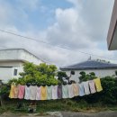 명월 민박 | [제주애견동반가능숙소/내돈내산] 제주감성의 애견동반가능숙소 - 명월민박
