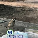 김빙수