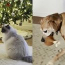 강아지세상 고양이세상 이미지