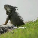 이구아나 이미지