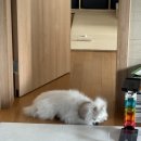 나은동물병원 | 강아지 목 염좌, 목디스크 초기 의심 증상 동물병원 방문 후기