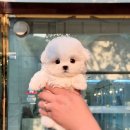 홍성낙협동물병원 | 홍성강아지분양, 어디까지 확인하고 선택해야 할까