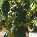 호두나무 이미지