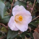 상창리-2 | [제주 여행 4] 눈 쌓인 카멜리아힐 방문 (내돈내산 후기)