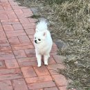 첫 카라반 캠핑 후기/일상/태안/뽀미🐶와 함께...🤍