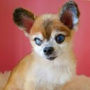 눈이부시개 이미지