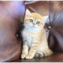 도그메리트 강아지 이미지