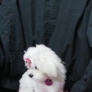 맘마미아 독 이미지