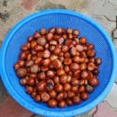 송인농장 이미지