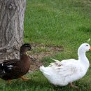 노동오리농장 이미지