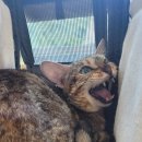 이영수 고양이 병원 이미지