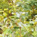 안면도글램핑 이미지