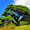 소나무언덕 이미지