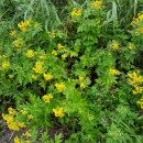 청정민박 이미지