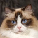 엘름트리 캐터리 이미지