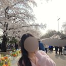 남태령숯불구이 | [과천] 2026 렛츠런파크 경마장 벚꽃 후기 / 주차 / 경마 / 경마룰 / 현금 필수! / 과천 맛집 추천...