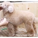 퍼피앤캣 이미지