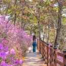 푸른 바다와 어우러진 진달래꽃 이미지