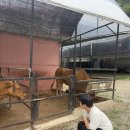 한터농원 영농조합법인 | 용인 한터농원 | 아이랑 함께 동물먹이주기 모래놀이 물놀이 체험활동 솔직후기