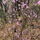 우면산3-27 이미지