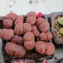 주렴농장 이미지