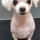 홍은애견미용 이미지