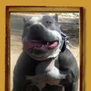 블루몬스터 이미지