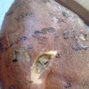 고양이는외계인 이미지