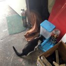 라피드 모터스 이미지