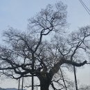 함안 영동리 회화나무 | 경남 함안 영동리 천연기념물 회화나무