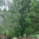 반월호수길 이미지