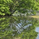 1492.밀양 위양지/밀양 가볼만한곳 /오동나무 꽃
