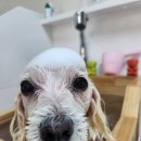 미아닭발