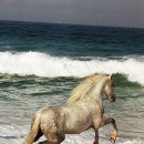 라인댄스(야) 이미지