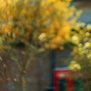 황금나무 이미지