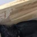 라니네 애견샵 이미지