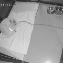 숙희네 개집 이미지