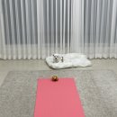 탈잉 제이제이 < 7주 RE:BODY 챌린지 > 내돈내산 2-3주차 후기