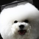 더마스