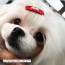 순이살롱 이미지