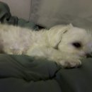 멋내는 애견 이미지