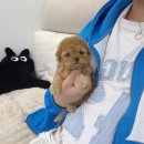 데일리독 네이버블로그