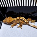 주식회사 호건