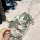 J&L 희귀모색 프렌치불독 이미지