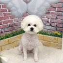 이쁘개 귀엽개 이미지